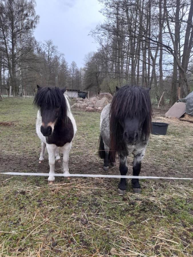 Liljas Haus Im Spreewald Lägenhet Burg  Exteriör bild